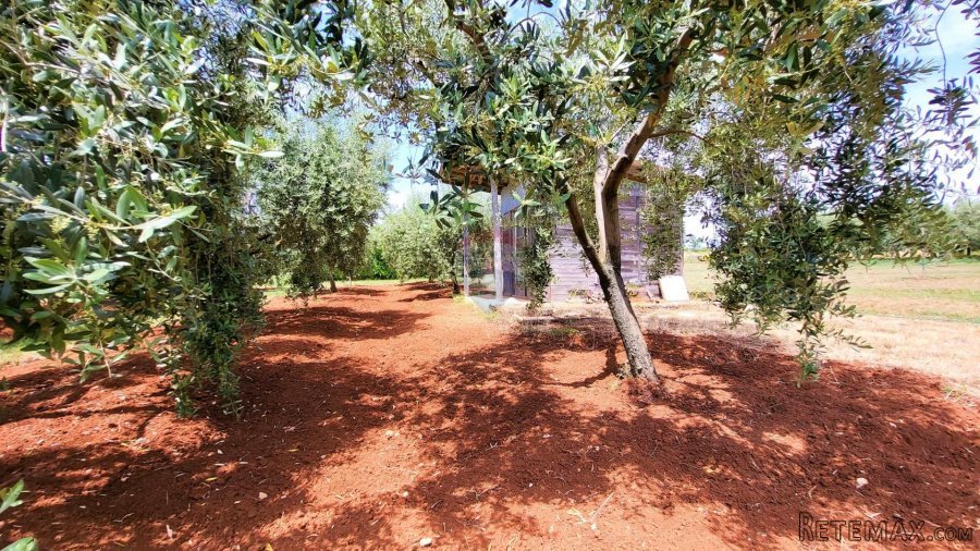 Istra, Novigrad, građevinsko zemljište - 6