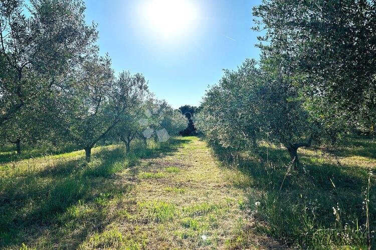ROVINJ – rjetkost, odličan maslinik 300 m od mora