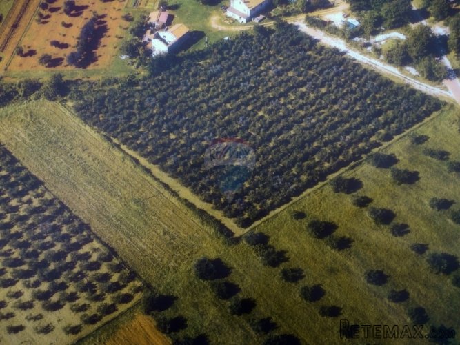 GRAĐEVINSKO SA MASLINIKOM 286 MASLINA,20G RODNOSTI - 2
