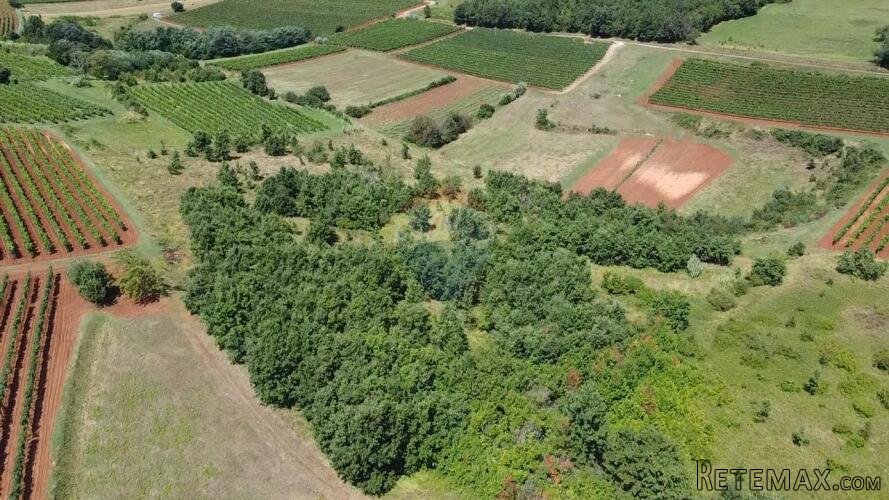 Istra, Vižinada, poljoprivredno zemljište 10286 m2 - 3