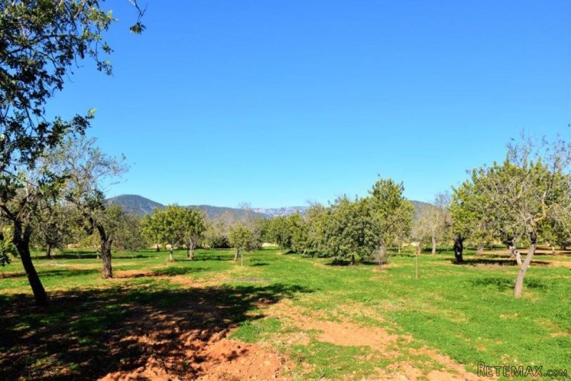 Fantastic building plot with licence.. - 2
