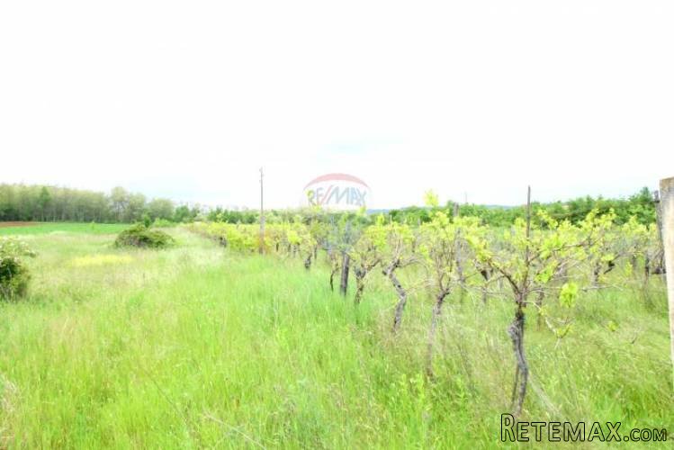 Poljoprivredno zemljište - vinograd - 3