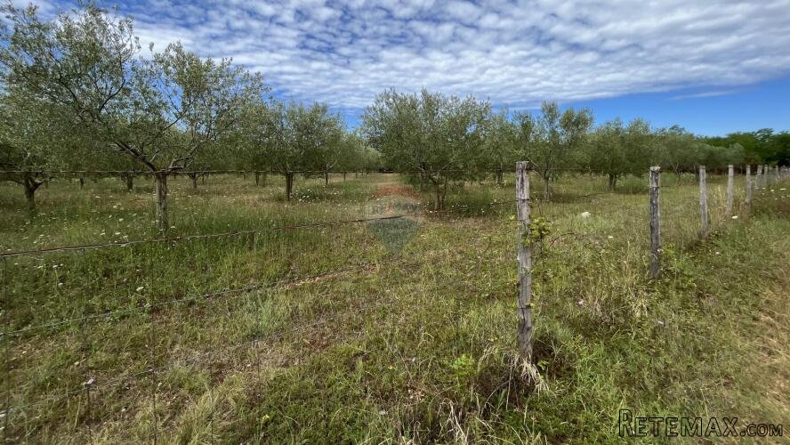 Labinci - okolica, uređeni i ograđeni maslinik na izvrsnoj l - 2