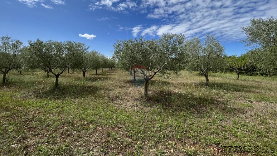 Labinci - okolica, uređeni i ograđeni maslinik na izvrsnoj l - 3