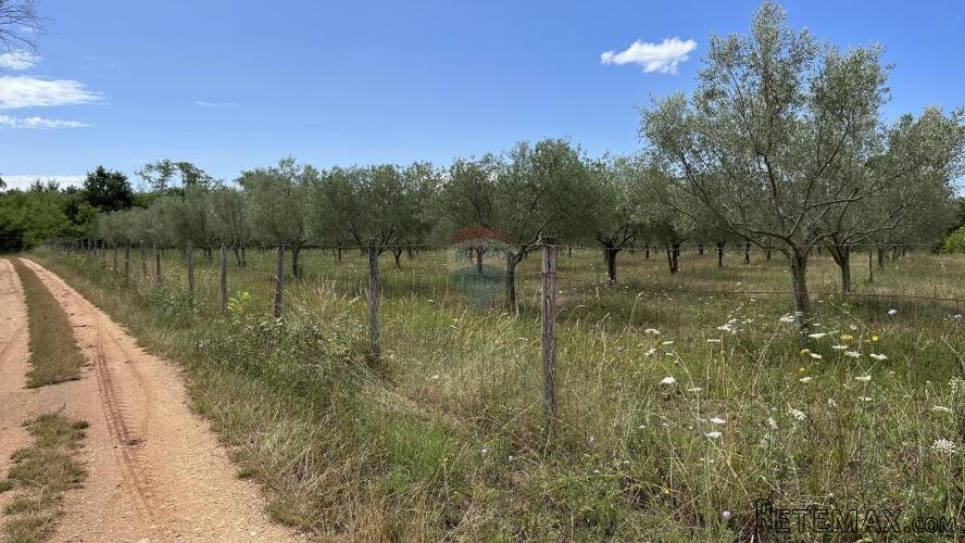 Labinci - okolica, uređeni i ograđeni maslinik na izvrsnoj l - 5