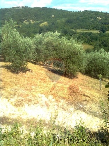 GRIMALDA, maslenik od 23064 m2 sa potokom - 3