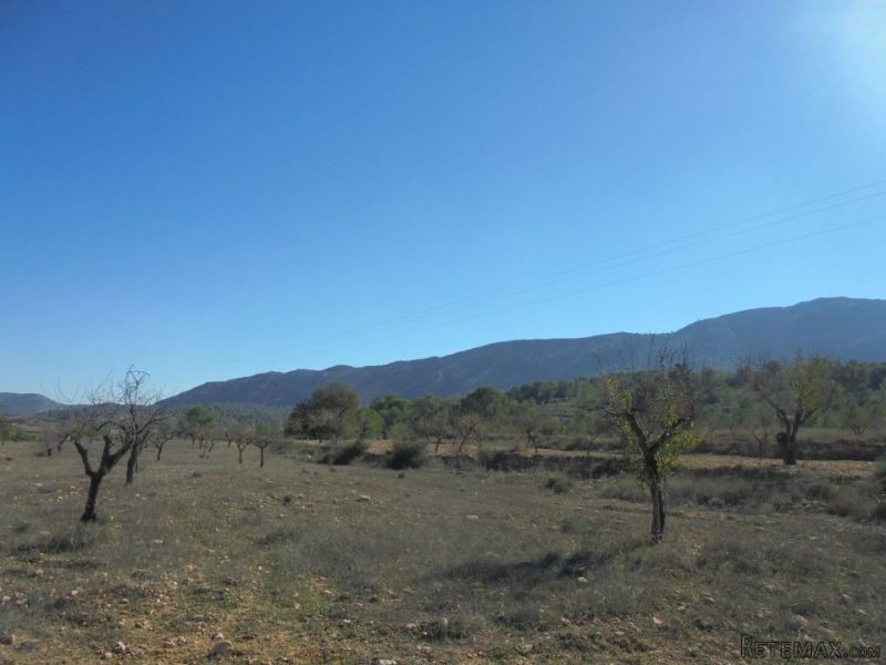 Undeveloped Land Of 10,000m2 With.. - 2