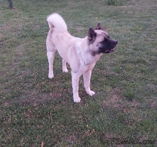 Američka akita, parenje