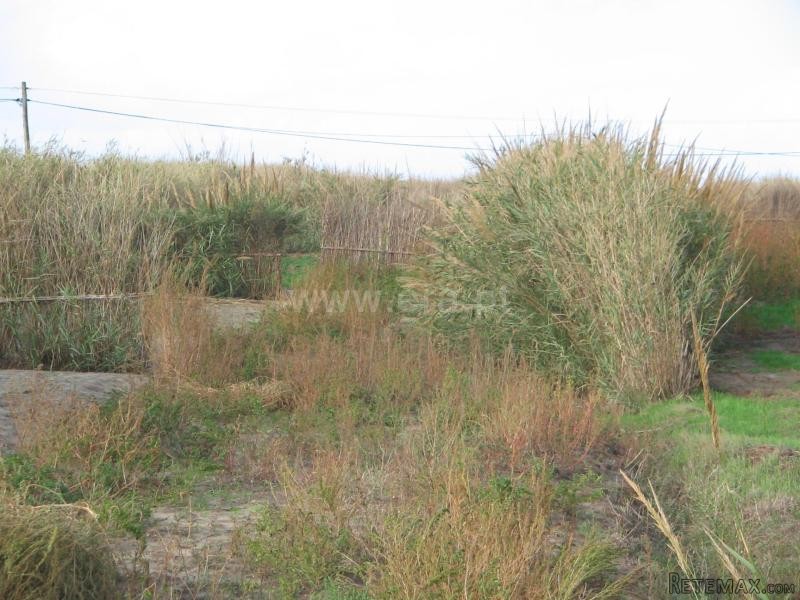 Plot, Peniche, Ferrel - 2