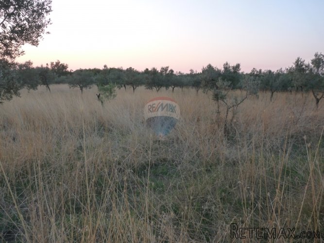 FAŽANA, MASLINJAK od 2360 m2 - 3