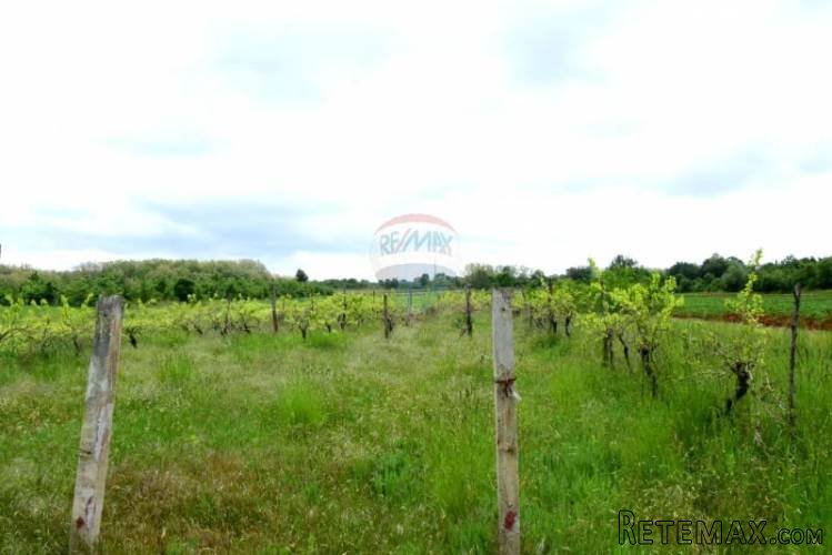 Poljoprivredno zemljište - vinograd - 2