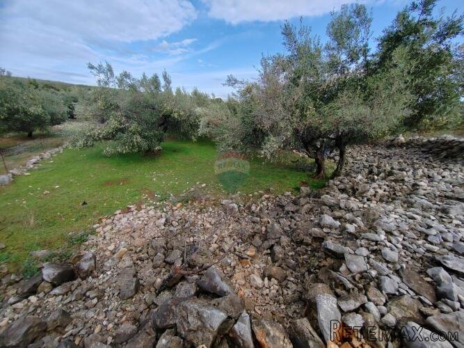OTOK KRK-KORNIĆ,maslinik sa 10 maslina