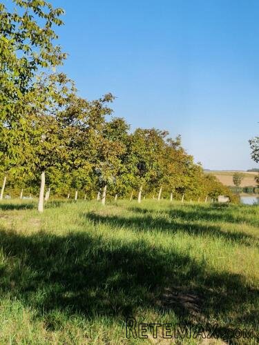 Investicija u Đakovu – 420 oraha, OPG, oranica i turističke - 2