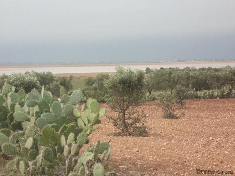 Terrain loti a Hergla - 2