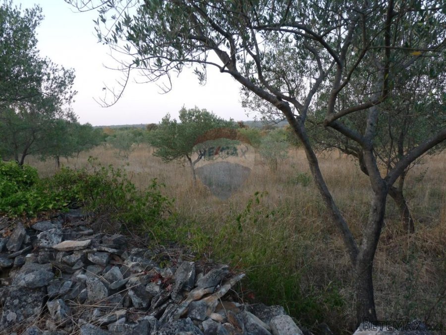 FAŽANA, maslenik od 1140 m2 - 2