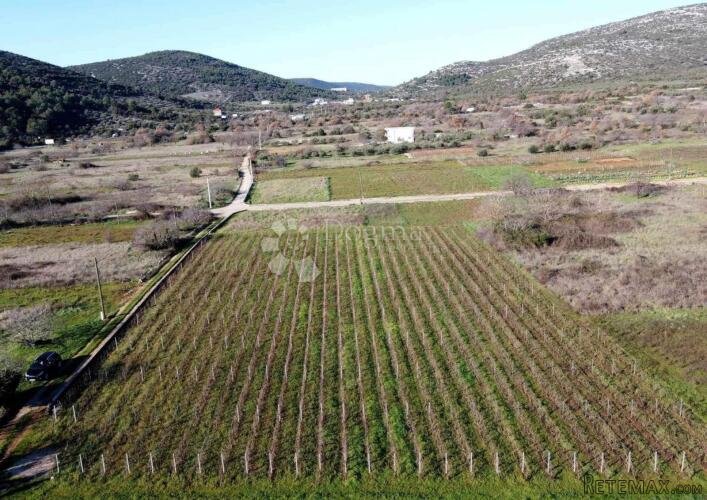 VINOGRAD-MARINA, Pozorac - 2