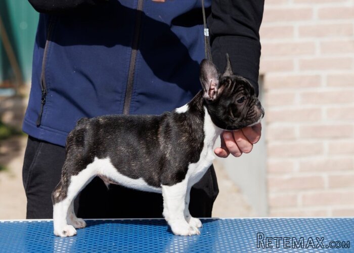 French bulldog/Francuski buldog štenci - 2