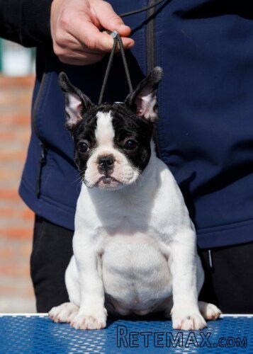 French bulldog/Francuski buldog štenci - 3