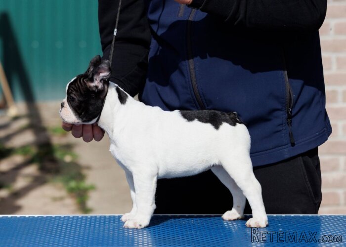 French bulldog/Francuski buldog štenci - 4