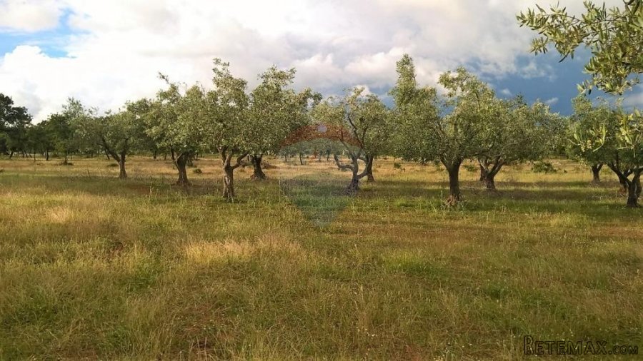 Tar, stoljetna kuća za adaptaciju sa velikim imanjem - 6