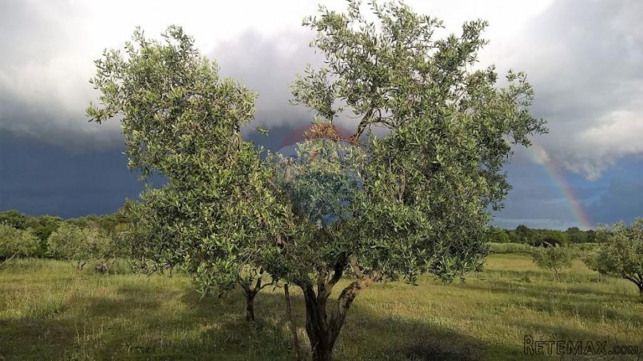 Tar, stoljetna kuća za adaptaciju sa velikim imanjem - 8