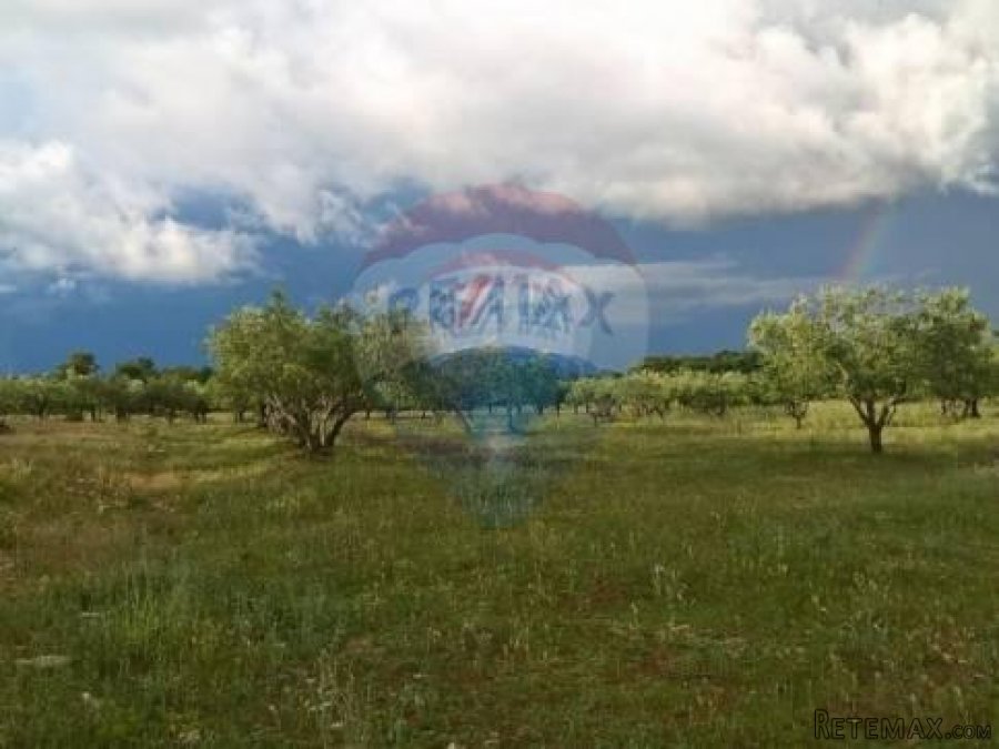 Tar, Stancija u blizini Tara, Kompleks ruševnih kuća i poljo - 2
