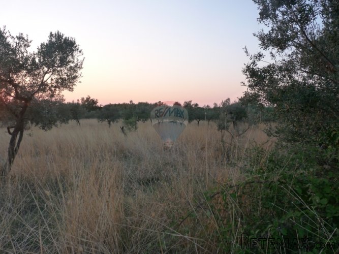FAŽANA, MASLINJAK od 2360 m2 - 2