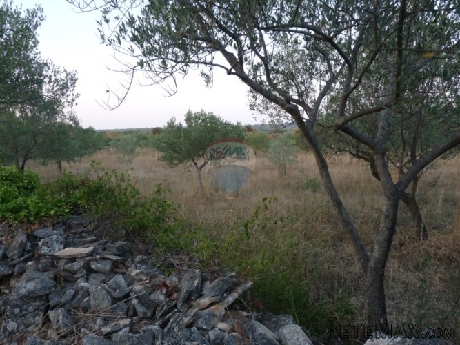 FAŽANA, maslenik od 1140 m2 - 2