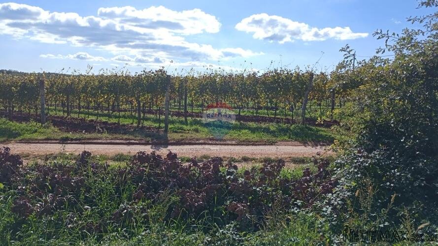 Istra, Vižinada, okolica- građevinsko zemljište na rubu nase - 3