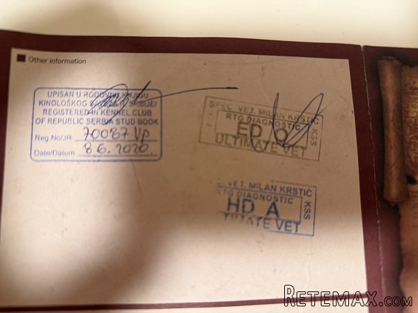 Štenci velike kraljevske pudle - 5