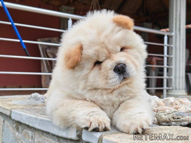 Krem Chow Chow štenci - 2