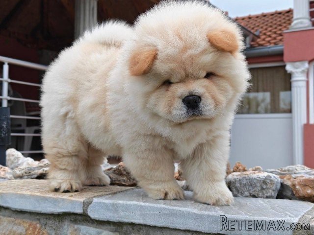 Krem Chow Chow štenci - 3