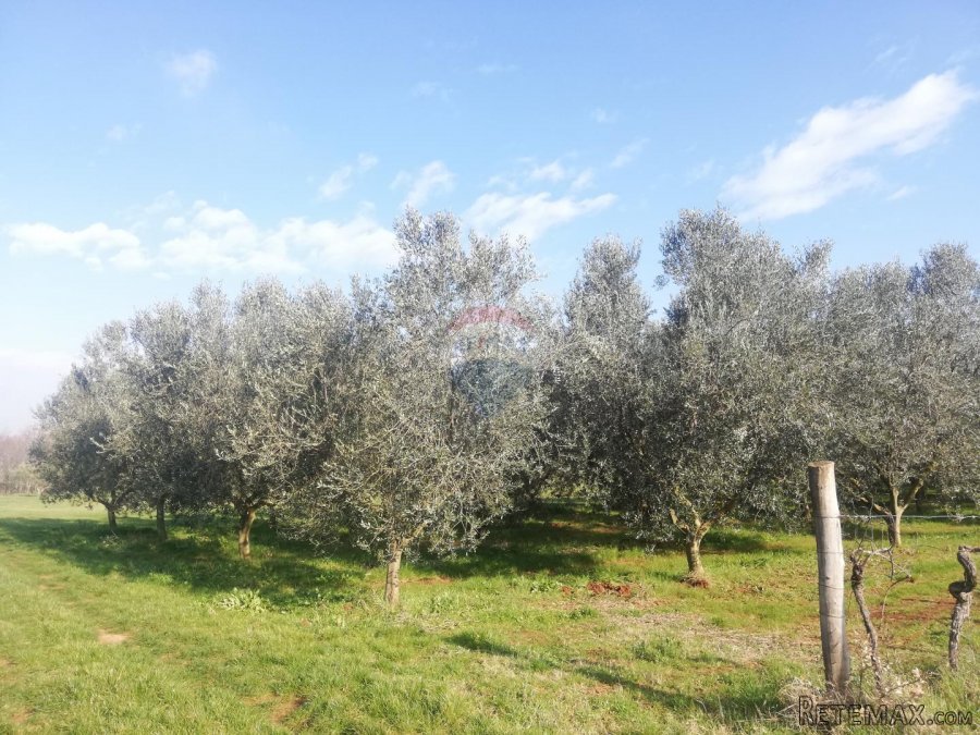 Istra, Novigrad - Poljoprivredno zemljište sa legaliziranim - 2
