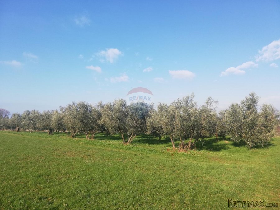 Istra, Novigrad - Poljoprivredno zemljište sa legaliziranim - 3
