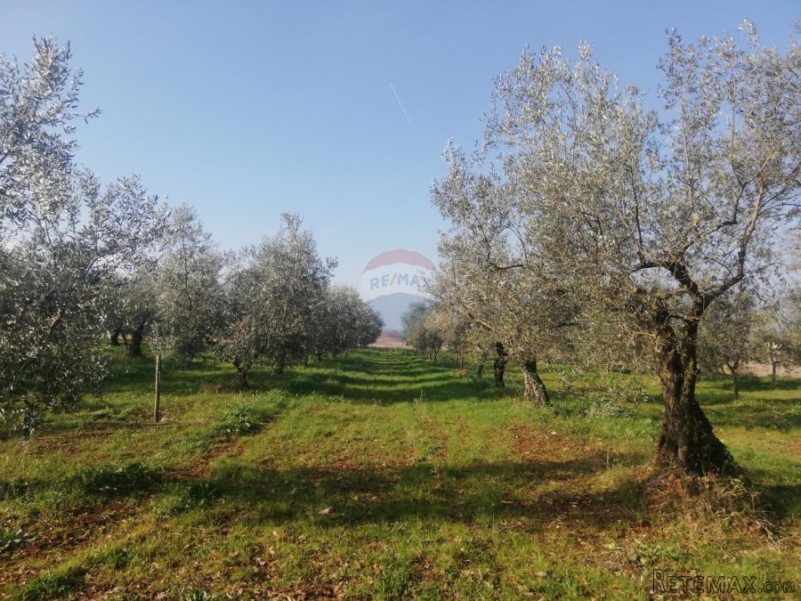 Istra, Novigrad - Poljoprivredno zemljište sa legaliziranim - 4