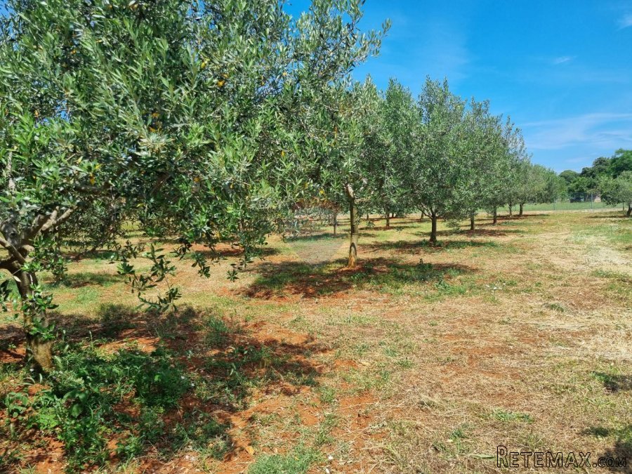 Istra, Loborika gradevinsko-poljoprivredno zemljište od 2321