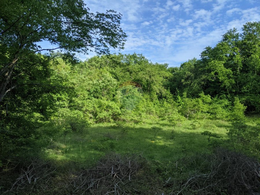 Istra, Rovinjsko Selo - šuma - 5