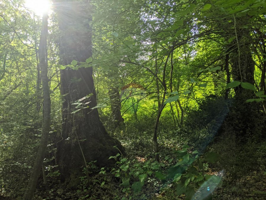 Istra, Rovinjsko Selo - šuma - 6