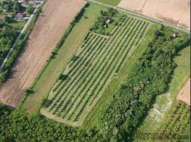 Imanje sa plantazom lesnika-sabac