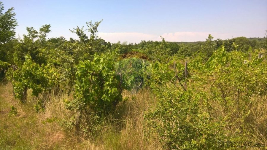 Baderna, Imanje, 30 500m2 - 8