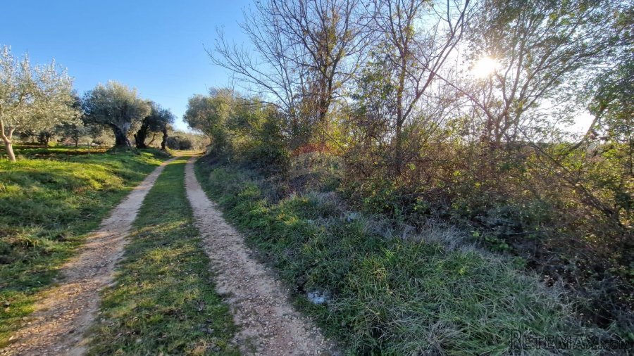 Istra, Rovinjsko Selo, poljoprivredno zemljište 27672m2 - 5