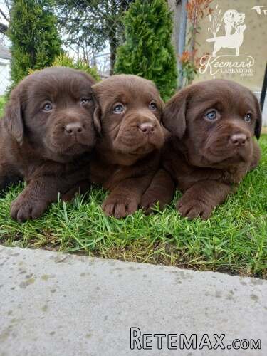Čokoladni Labrador Retriver štenci - 11