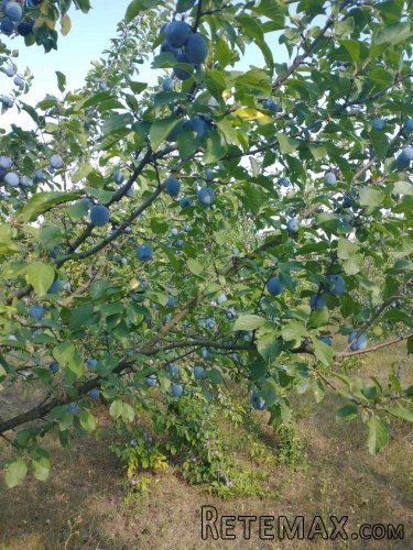 Kuca+letnjikovac Obrenovac-Stubline - 13