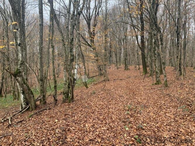 4ha grabove šume u komadu - 2