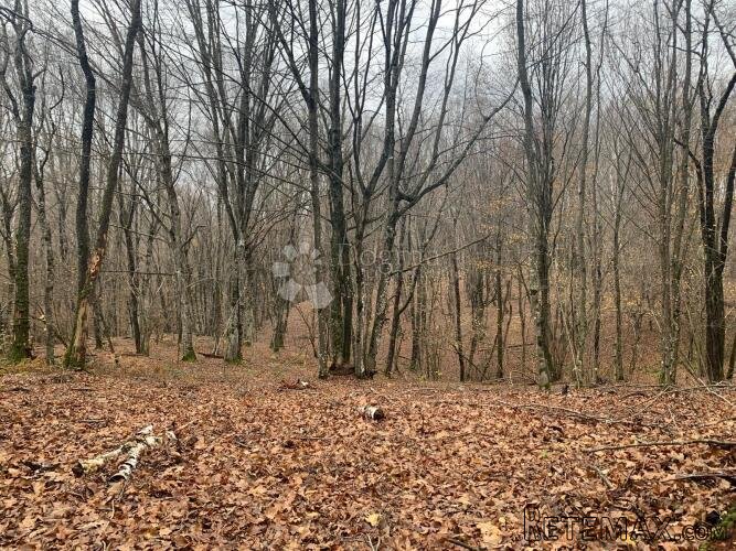 4ha grabove šume u komadu - 3