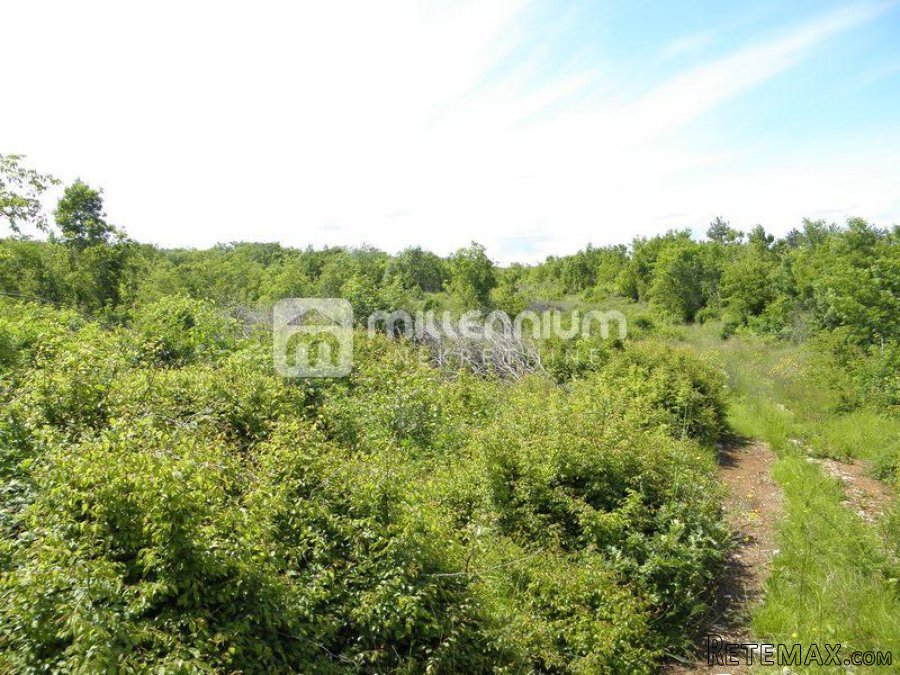 Istra, Sv. Nedelja, poljoprivredno zemljište od 44.000m2 - 5