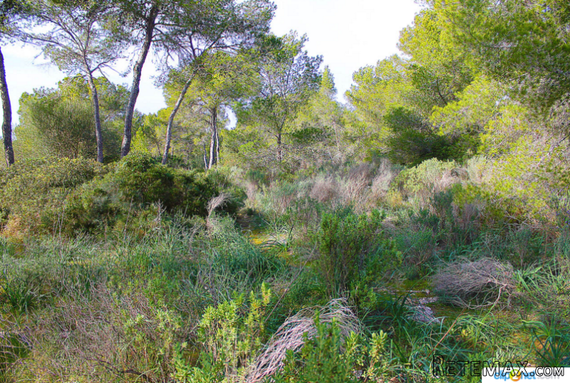 Building Land Without License In Cala..
