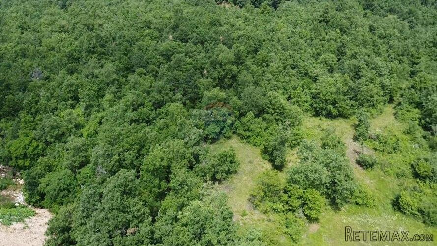 Istra, Višnjan, Okolica- veliko poljoprivredno zemljište 4 h - 2