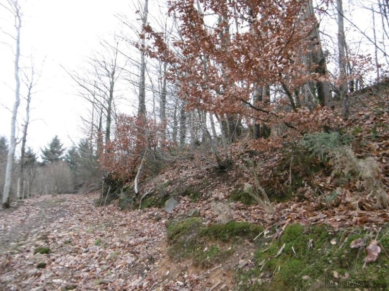 Two Hectares of Land with Lake - 2