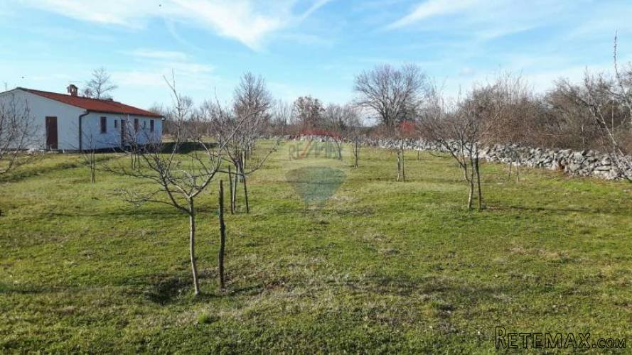 ISTRA, BARBAN : GRAĐEVINSKI TEREN 1165 m2 U ORIHIMA - 3